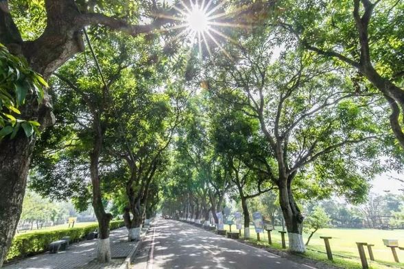 綠色隧道(假日市集)