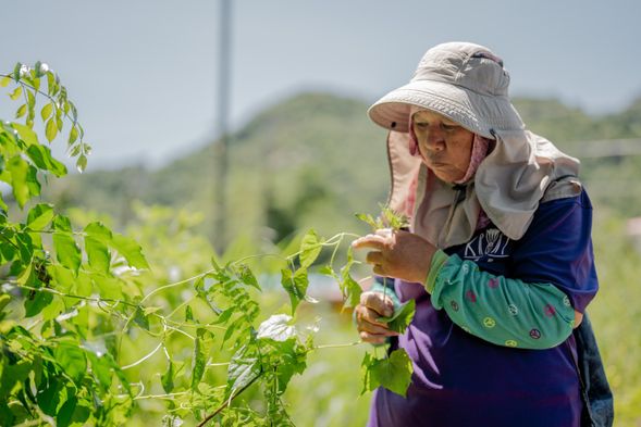 跟著部落導覽員的腳步去採集,各種阿美族民俗植物的用途聽ina娓娓道來。
照片來源:雅比斯國際創意策略股份有限公司