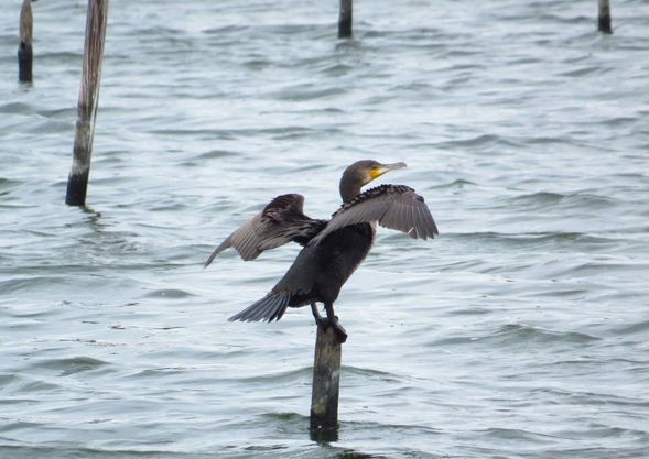 冬季還有機會看到鸕鶿喔!