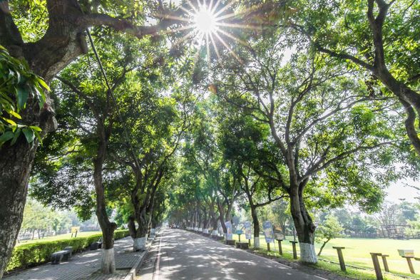Gukeng Green Tunnel is highly recommended for families. It features vast expanses of lawn where children can run and play freely, along with an adjacent vibrant weekend market to explore.