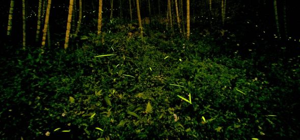 4/28~5/31溪頭場|溪頭自然教育園區
19:45第一停車場景觀門集合報到