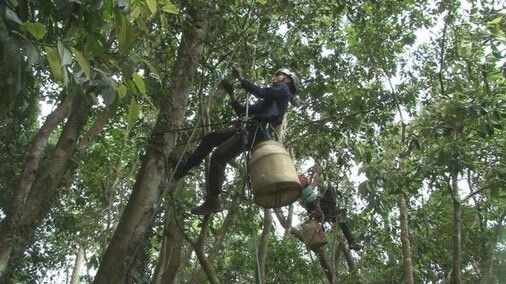 13:30~17:00 採種攀樹、修枝、茶席體驗