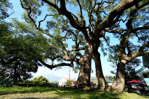 12:00~14:00 大樹烘焙坊割稻飯&永興社區漫遊