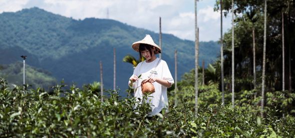 09:30
「山中茶學」報到|進行採茶體驗