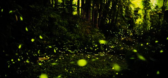 3/29~4/27 鹿谷場|南投鹿谷三生緣區
19:45紫林莊集合報到