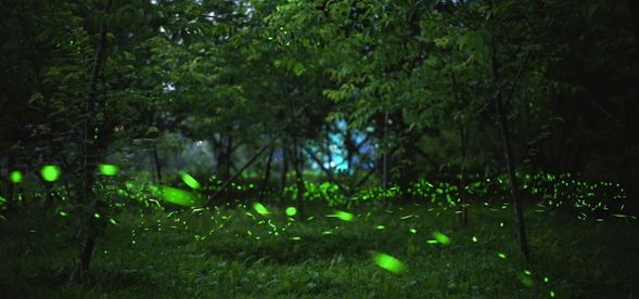 20:00
夜間生態導覽