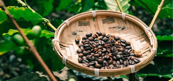 手烘咖啡靜心體驗