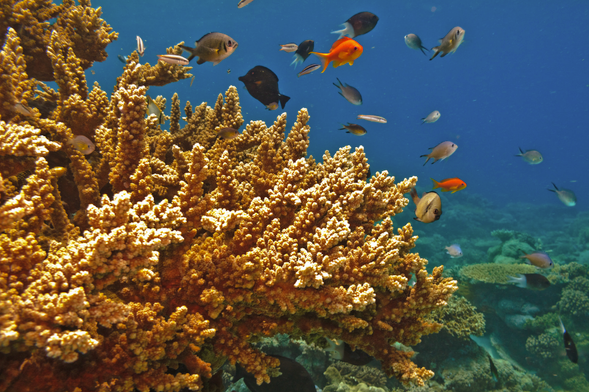 大堡礁出海,含浮潛用具OR玻璃底船