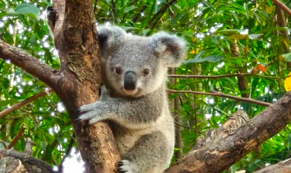 Day 4(六)|墨爾本 → 奧爾伯里 → 坎培拉
前往澳洲首都坎培拉,途中經過奧爾伯里小鎮及澳洲傳奇人物奈德·凱利雕像,探索這位“澳洲羅賓漢”的傳奇故事。傍晚入住歷史悠久的Kurrajong Hotel,澳洲前總理曾長期入住,感受政要氣息與建築魅力。
🌟 精選亮點:
• 【The Big Ned Kelly】雕像合影打卡
• 【Hotel Kurrajong Canberra】由澳洲國會大廈設計師打造的經典建築,政界名人首選
餐食:早:酒店|午:澳式漢堡|晚:自理
住宿:Hotel Kurrajong Canberra 或同級 4 星酒店