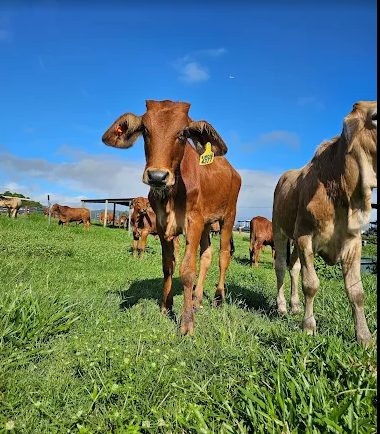 市區酒店14:30 出發
skyrail纜車站 15:00 出發
kuranda小鎮information Centre 15:30出發
抵達酷牛牧場15:45-16:00