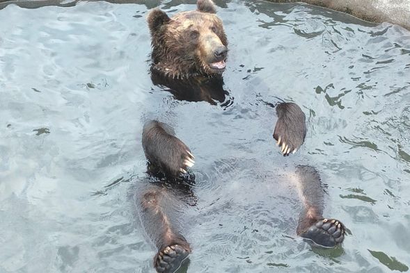 昭和新山熊牧場