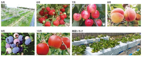 當季水果吃到飽(以果園實際情況為主)