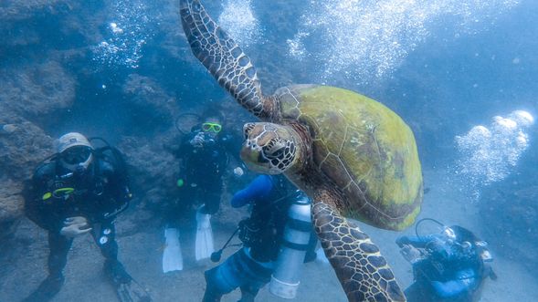 明星海龜等你一起來玩