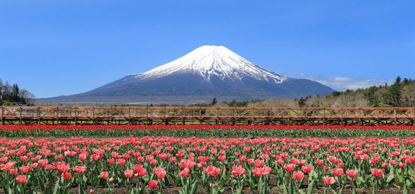 After leaving Oshino Hakkai, you will head to our next destination, "Hananomiyako Park." The travel time is about 10 minutes. Depending on the season, you can enjoy a variety of flowers there. There are also places within the park where you can have light meals if needed.