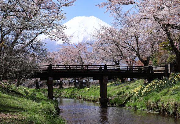 忍野八海を時間まで自由散策(滞在時間50分)