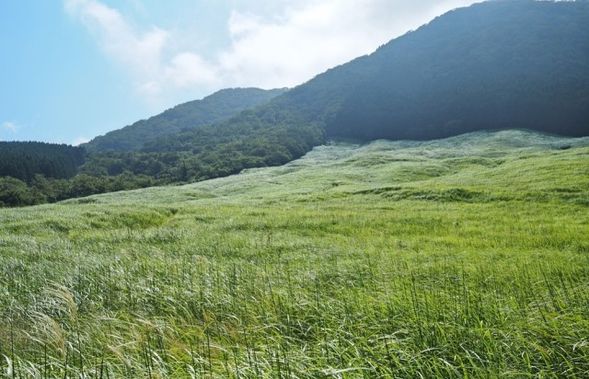 仙石原すすき草原(滞在時間10分)