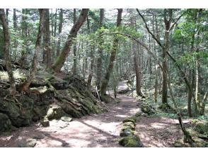 神秘の森『青木ヶ原樹海』をガイドの案内で巡ります