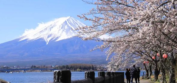 河口湖桜まつりを時間まで自由散策(滞在時間45分)