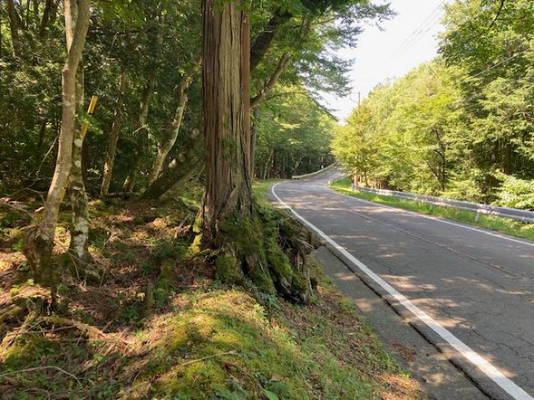 青木ヶ原樹海の中をサイクリング(舗装路です)