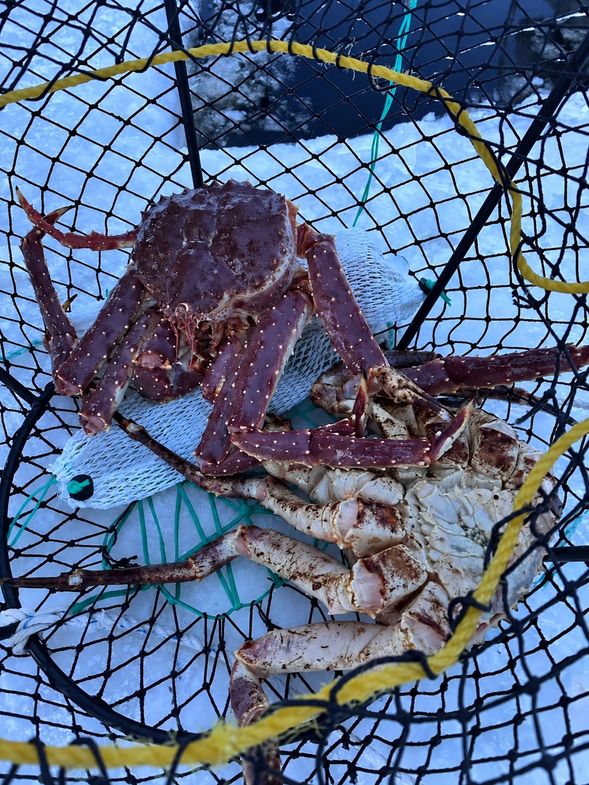 帝王蟹捕撈 King Crab Safari
在當地專業嚮導帶領下前往北部活動區域,實際交通方式將依季節與冰況安排:
**冬季冰封期間|**雪地摩托拖曳雪橇
**其他適合季節|**RIB 快艇
跟隨當地專業人員了解北極海域帝王蟹與捕撈方式,近距離感受挪威北部漁業文化。
活動約 3 小時,原始內容包含往返接送、防寒保暖服、當地專業嚮導、帝王蟹介紹及餐食。