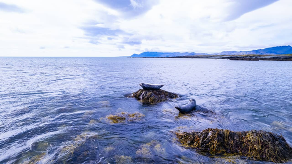 Ytri tunga 海豹沙灘
Ytri-Tunga農場邊的海灘是一個著名的海豹聚集地,如果您是動物愛好者,不要粗過這個觀察海豹的好機會。如果是晴天,它們在沙灘上曬太陽的樣子特別可愛。