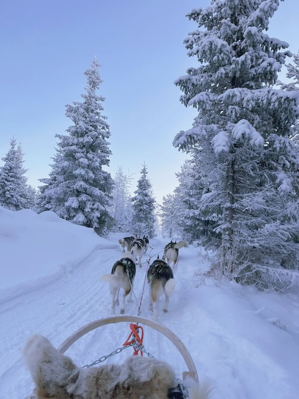 哈士奇雪橇 Husky Sledding
來到拉普蘭,哈士奇雪橇是極具代表性的冬季活動之一。在專業人員帶領下乘坐哈士奇雪橇,穿越覆滿積雪的森林與雪原。
沒有城市道路與車流,取而代之的是哈士奇奔跑、雪橇滑過積雪與北極森林所構成的冬季景色。