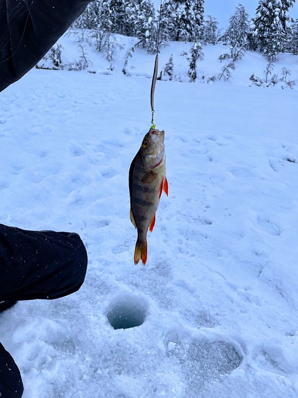 傳統冰湖釣魚 Ice Fishing
在厚實的冰層上鑿開冰洞,體驗芬蘭北部傳統冬季活動。不同於一般觀光景點,冰釣更貼近拉普蘭居民與冰雪共存的生活方式。