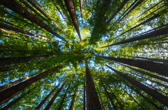 Warburton Redwoods 紅杉森林