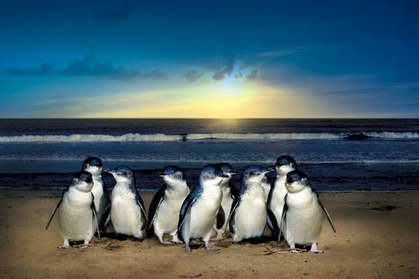 🎉 The second highlight of the day — the Penguin Parade!
Watch the only colony of little penguins in Australia waddle back home after a day at sea. Their tiny, adorable appearance is truly heart-melting!