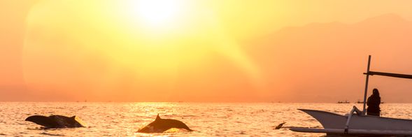 羅威納日出海豚