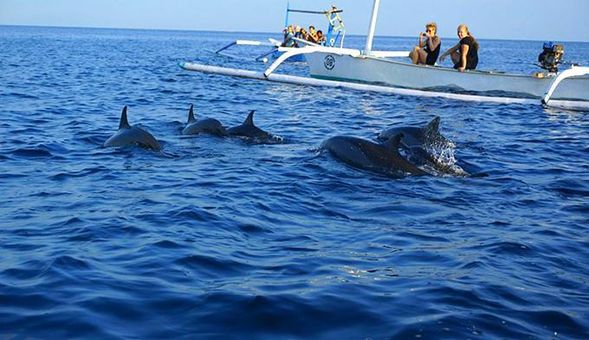 羅威納日出海豚