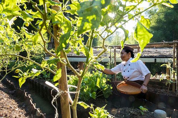 在有機花園中,您會發現一系列新鮮蔬菜、香草和香料,供廚房使用,包括櫻桃番茄、kemangi 羅勒、蔥、蒜香蔥、薑黃、高良薑、檸檬草、kencur、茄子、秋葵、香菜、黃瓜和辣椒。您會立即注意到有機花園產品與從超市購買的產品之間的風味差異;肥沃的峇里島高地營造出真正清新自然的味道。