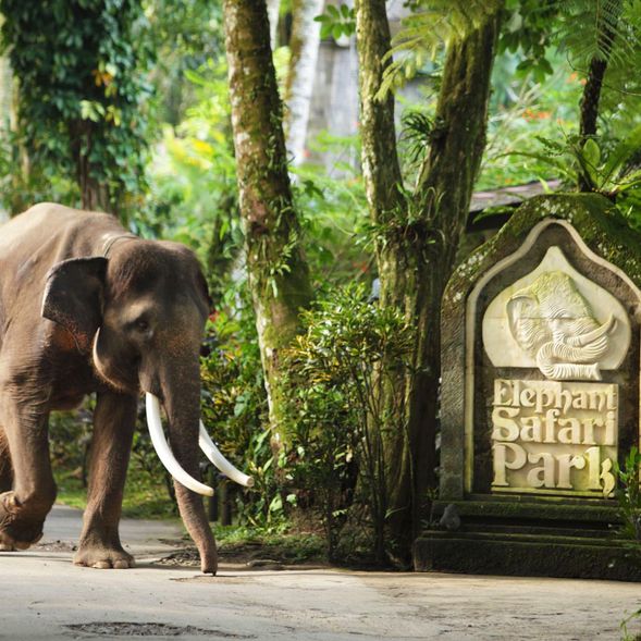 Mason Elephant Lodge Ubud