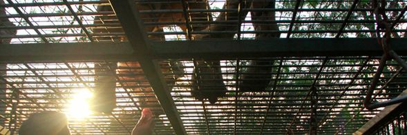 峇里島野生動物園Bali Safari & Marine Park