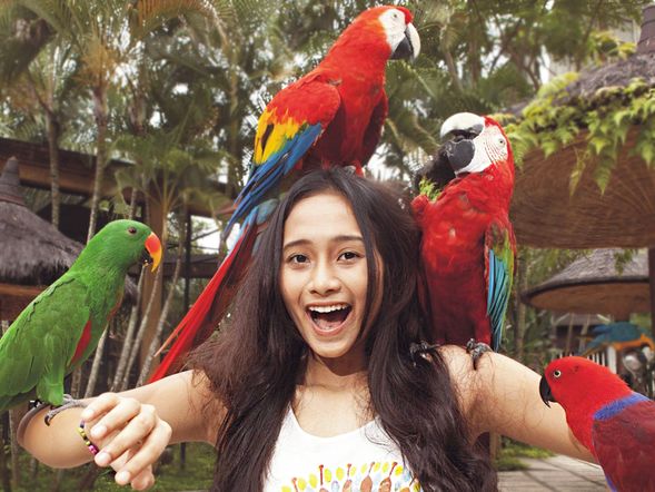 Bal Bird Park 天堂鳥園(含 4D 電影秀、稻田飛禽秀、鸚鵡合照、科摩多龍)