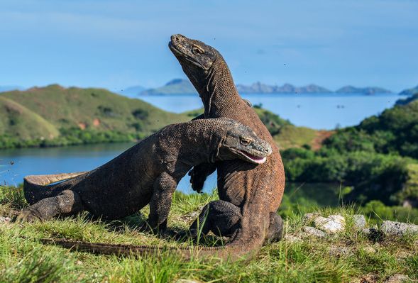 科摩多龍棲息地komodo Island