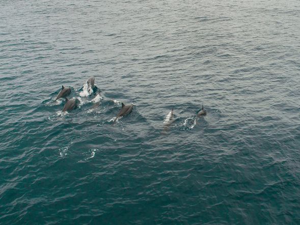 NEW SUNARI LOVINA BEACH RESORT