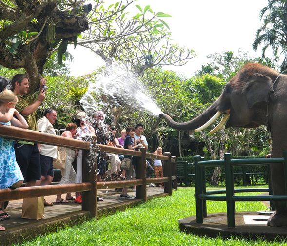 Mason Elephant Lodge Ubud