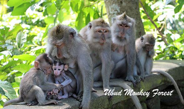 Ubud Monkey Forest
