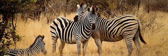 峇里島野生動物園Bali Safari & Marine Park