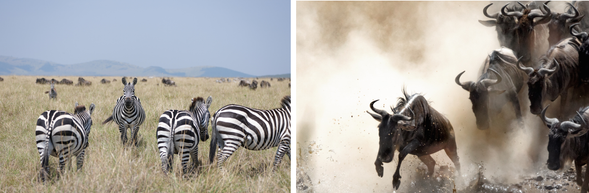Serengeti 國家公園
今天早上,可以選擇在飯店悠閒享用早餐,或帶著早餐盒出發 Safari。今天將從塞倫蓋提中部前往塞倫蓋提北部。每年 7–9 月間,動物大遷徙的族群會逐漸往北移動,我們也將沿著遷徙路線前進,深入草原更北方的區域,跟著動物一起移動