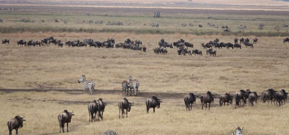 離開草原心臟,飛向下一段旅程
清晨,在草原的微光與鳥鳴中醒來,享受最後一頓野地早餐。隨後將搭乘輕型草原飛機離開塞倫蓋提,俯瞰這片過去幾天與野生動物共處的壯闊土地,心中滿載著震撼與不捨。
飛抵 阿魯沙(Arusha),隨後將前往機場,準備搭機返回台灣,結束這場與非洲大地真實連結的旅程。
這不只是一次旅行,更是你與自然本能重新接軌的開始。