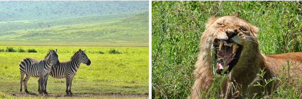 Ngorongoro
Ngorongoro 保護區,進行全天的 Safari。Ngorongoro 火山口是世界上最大的完整火山口地形之一,被稱為「非洲的伊甸園」,廣闊的火山口底部形成獨特而封閉的生態系統。這裡動物密度極高,常有機會觀察到非洲五霸!也是少數有機會看到黑犀牛的地區之一。火山口內草原、湖泊與森林交織,構成豐富而多樣的自然景觀