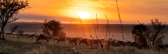 草原飛機回程|告別野性之境
清晨,在野地的微光與鳥鳴中醒來,享用最後一頓 Safari 早餐。隨後搭乘草原輕型飛機直飛阿魯沙,空中俯瞰過去數日與野生動物共處的遼闊草原與河流,是最詩意、也最不捨的告別方式。
抵達阿魯沙後前往機場,準備搭乘國際航班返回台灣。這趟旅程不只是看見野性,更是重新連結自然、感受生命脈動的開始。