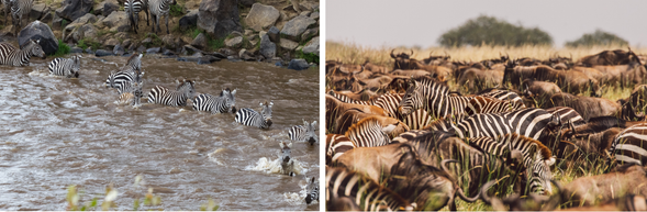 Serengeti 國家公園
當成千上萬的角馬與斑馬開始聚集在河岸邊,緊張與寧靜交織的氛圍,正是大遷徙最令人難忘的時刻。這兩天我們將彈性安排 Safari,盡可能把握渡河發生的機會