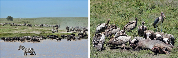 塞倫蓋提國家公園
全天在塞倫蓋蒂中央地區進行野生動物觀賞;塞倫蓋蒂中央生態系統擁有豐富多樣的動植物,是觀賞野生動物的理想場所。