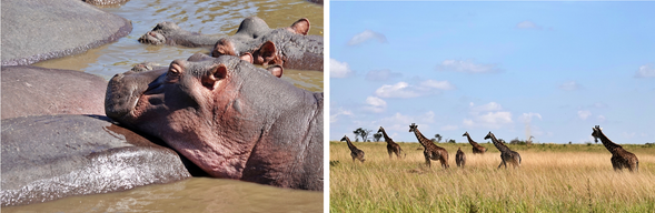 Tarangire > Ngorongoro
早上將繼續在 Tarangire 進行 Safari
清晨的草原是一天之中最有生命力的時刻,動物開始覓食與移動,掠食者也可能仍在活動
清晨光線柔和、氣溫舒適,是觀察象群與各種草食動物的最佳時機之一
午餐後前往 Ngorongoro 火山口地區