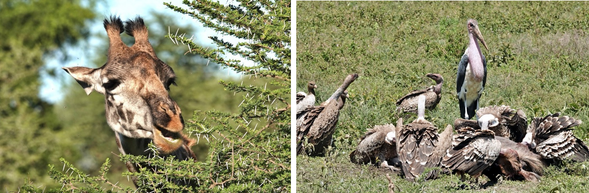 Serengeti 國家公園
早餐後前往塞倫蓋提國家公園。沿途穿越草原與保護區景觀,車窗外常可見野生動物活動,為進入塞倫蓋提揭開序幕。離開 Ngorongoro 火山口後,約於午後抵達塞倫蓋提國家公園。
塞倫蓋提是非洲最具代表性的草原之一,中部地區(Seronera)全年都有豐富的野生動物活動,也是觀察掠食者的重要區域