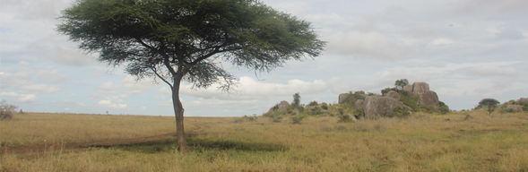 旅程的最後一天,我們離開湖泊與草原,準備搭機返家。
鏡頭裡有角馬奔馳的塵土,耳邊還記得帳篷外的獅吼,心裡裝著非洲教我們的節奏—慢一點、近一點、真一點。
回家的路上,其實才是回味的開始。