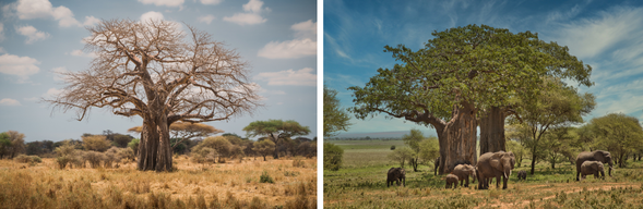 Tarangire National Park - Karatu
今日將進入以「大象王國」聞名的塔蘭吉雷國家公園,展開整日 Safari。乾季時可見數百頭大象聚集在河谷邊,猴麵包樹與稀樹草原交織成最經典的非洲景致。下午將前往 Mto wa Mbu,走入當地村落與市集,感受坦尚尼亞北部多元族群交會的生活樣貌。